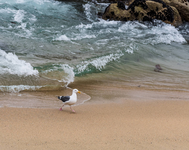 Mewa Zachodnia spaceru na plaży w Monterey, Kalifornia, Stany Zjednoczone Ameryki - Zdjęcie, obraz