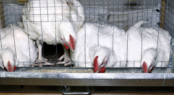Málo kuřata jíst Krmivové doplňky v kleci - Fotografie, Obrázek
