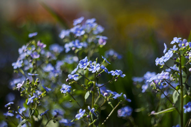 Forget-me-not kwiat (Myosotis) - wiosna niebieski kwiat - Zdjęcie, obraz