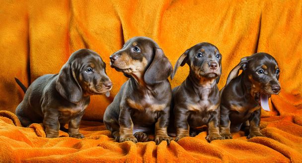 Four dachshund puppies are sitting on an orange coverlet - Photo, Image