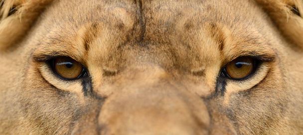 Close lion portrait - Photo, Image
