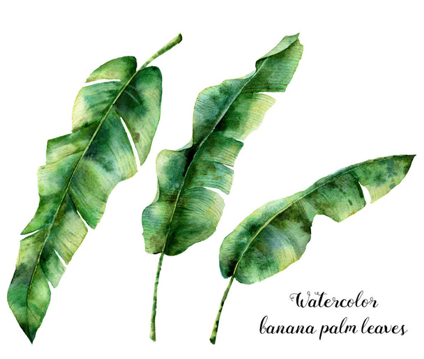 Ensemble floral aquarelle avec des feuilles de palmier de banane. Branche verte exotique peinte à la main. Plante tropicale isolée sur fond blanc. Illustration botanique. Pour la conception, l'impression ou le fond
 - Photo, image