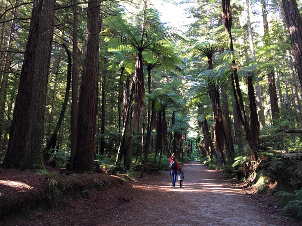 İnsanlar hiks dev Redwoods ormanlarda Rotorua Yeni Zelanda - Fotoğraf, Görsel