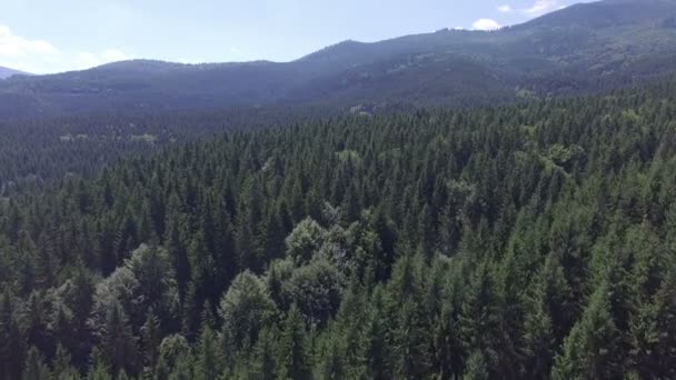 Kiefern in den Bergen. Drohnenflug - Filmmaterial, Video