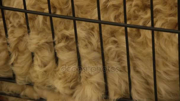 Hairy animal in cage, natural sheep wool for making clothes, grooming services - Footage, Video
