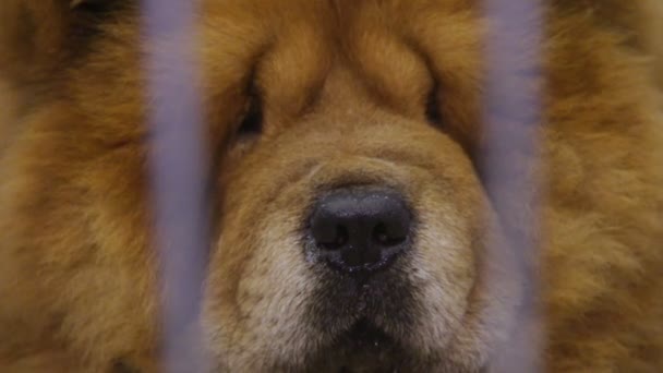 Chow Chow bozal para perros primer plano, orgulloso animal mantenido en cautiverio en refugio para mascotas
 - Metraje, vídeo
