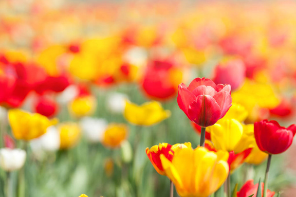 Tulpenblumen im Garten mit leuchtenden Farben - Foto, Bild
