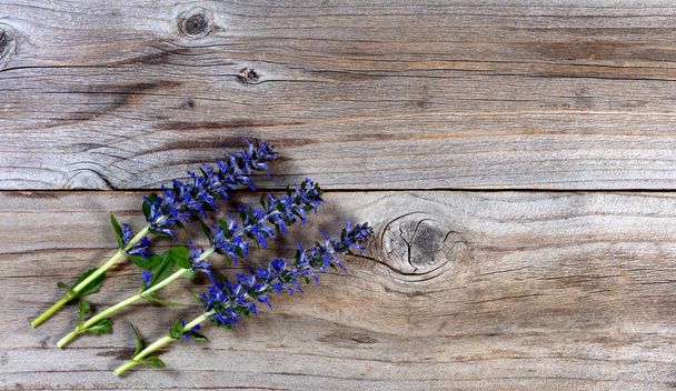 Плотские срезанные фиолетовые весенние дикие цветы на деревенском фоне
 - Фото, изображение
