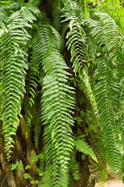 Fern leaves foliage  - Photo, Image