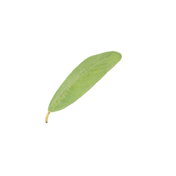 guava leaves close up isolated on white background - Foto, imagen