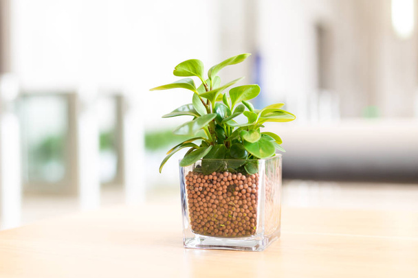 glass pot with green plant on table - Photo, Image