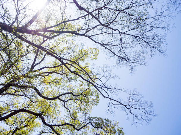 Rama del árbol contra el cielo azul para el fondo
 - Foto, Imagen