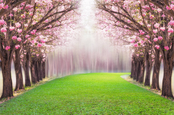  romantico tunnel di alberi di fiori rosa
 - Foto, immagini
