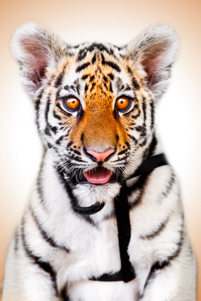 Portrait de bébé tigre
 - Photo, image