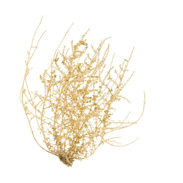 Suchý Tumbleweed Bush - Fotografie, Obrázek