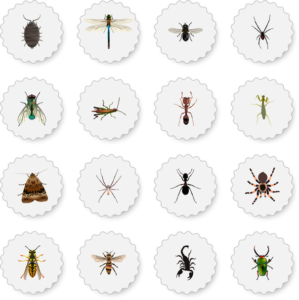 realistische Ameise, Biene, Vogelspinne und andere Vektorelemente. Eine Reihe tierischer realistischer Symbole umfasst auch Ameisen, Klugscheißer, grüne Objekte. - Vektor, Bild