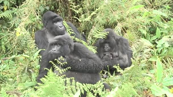 Divoké zvíře gorila tropický prales Rwanda Afrika  - Záběry, video