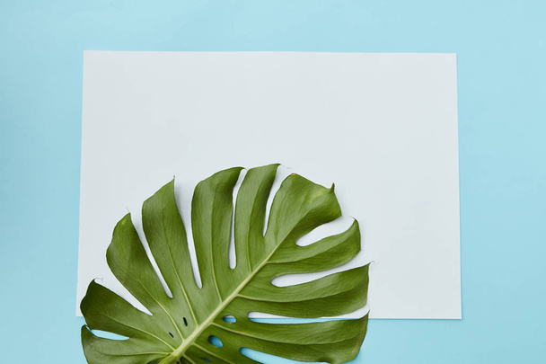 frame decorated with leaf of Monstera - 写真・画像