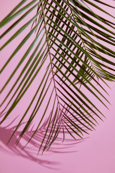 Green palm leaves - Фото, зображення