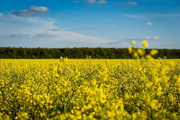 Rape meadow under blue sky,Golden rape field with cloudy sky,Yellow oilseed rape field,golden field of flowering rapeseed -brassica napus-plant for green energy and oil industry - Photo, Image