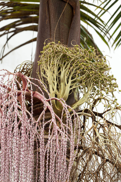 Tête de graine de palmier Bangalow
 - Photo, image