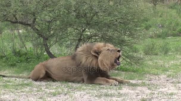 Λιοντάρι άγρια επικίνδυνα θηλαστικά Αφρική σαβάνα Κένυα - Πλάνα, βίντεο
