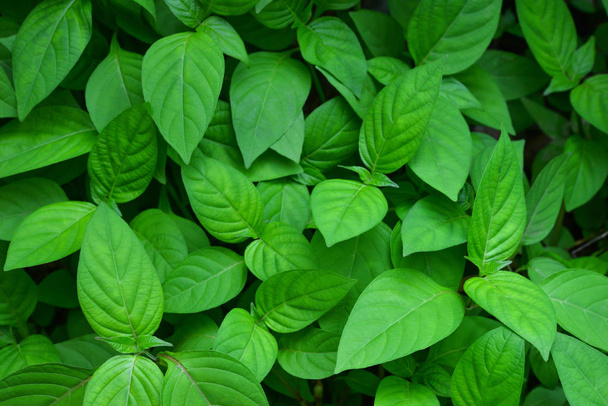 green leaf for abstract or background - Foto, Imagem