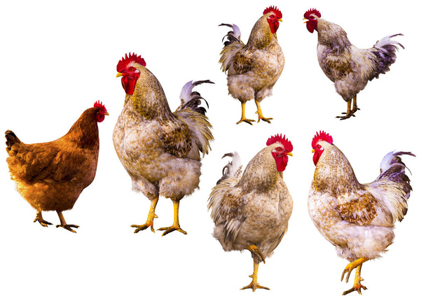 チョーク。雄鶏の肖像画。農場で鶏。鶏と鶏. - 写真・画像