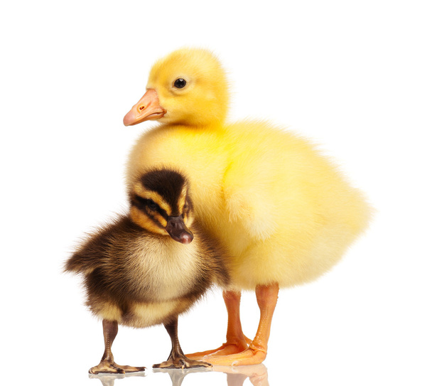Patos e gansos domésticos
 - Foto, Imagem
