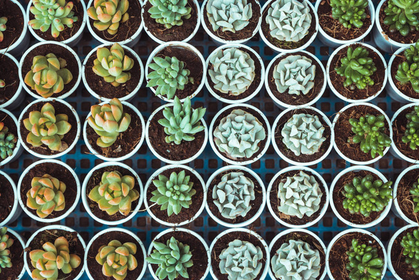 Tencere succulents ve kaktüsler pazarında - Fotoğraf, Görsel