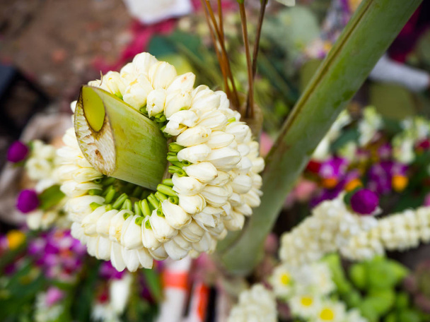 біла гірлянда жасмину, красива квітка
 - Фото, зображення