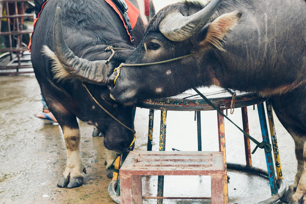 Два азиатских буйвола для езды
. - Фото, изображение