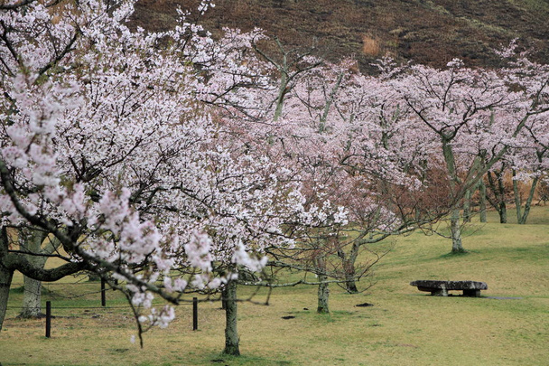 Цветение сакуры в Сакуре но сато, Идзу, Сидзуока, Япония (дождливый
) - Фото, изображение