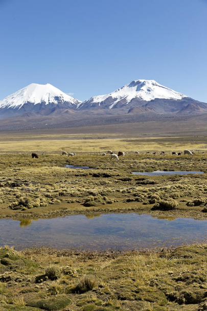 az Andok-hegység, a legeltetés láma táj. - Fotó, kép
