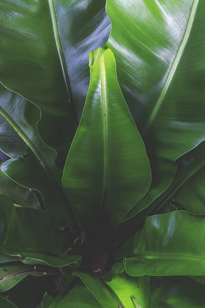 green leaf background. over light - 写真・画像