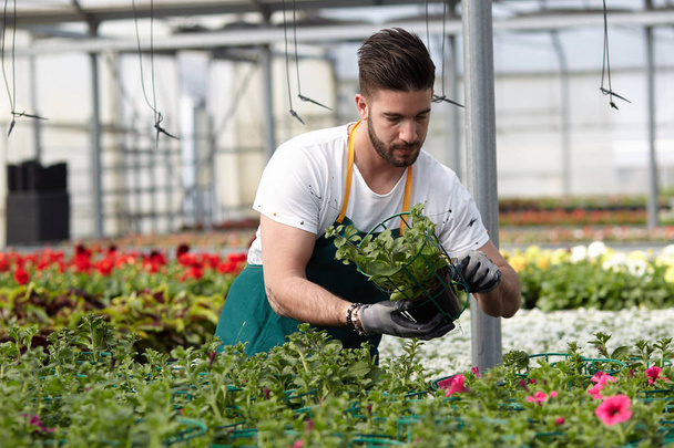 happy male nursery worker trimming plants in greenhouse - Фото, изображение