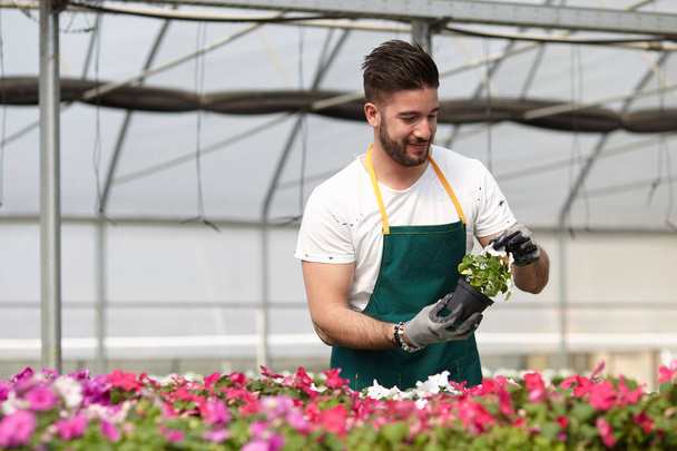 happy male nursery worker trimming plants in greenhouse - Foto, afbeelding