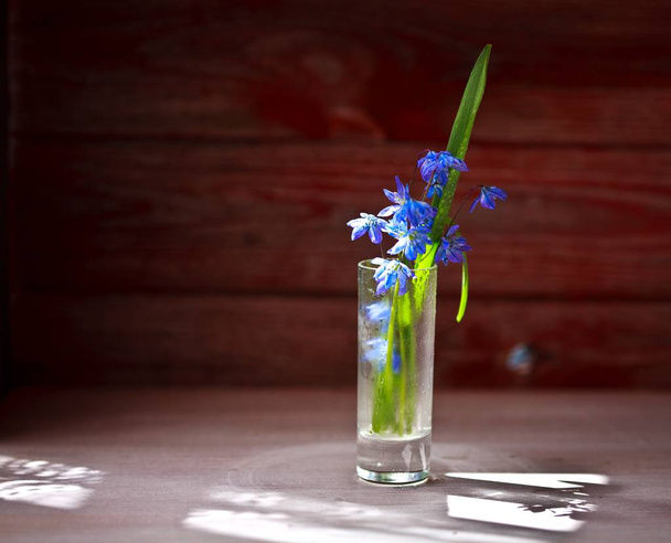 Spring flower, close-up on wooden surface - Fotografie, Obrázek