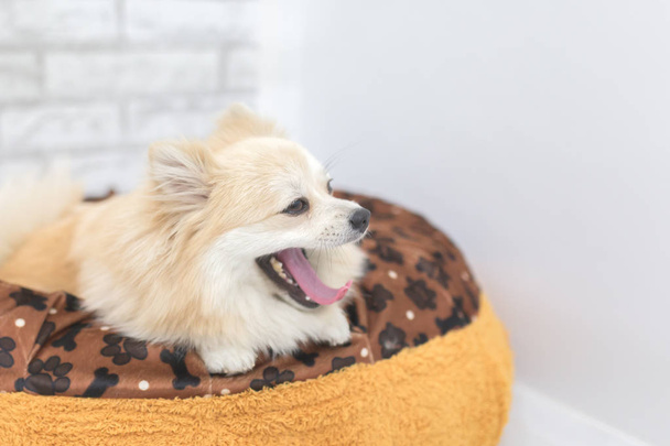 Pomeranian puppy dog yawning on a bed. - Фото, изображение