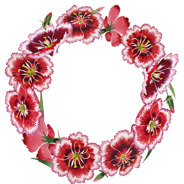 Wildflower carnation flower frame in a watercolor style isolated. - Fotoğraf, Görsel