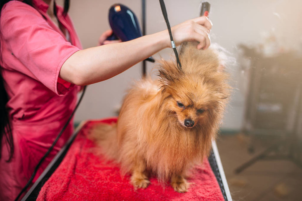 домашние животные парикмахер с феном
 - Фото, изображение
