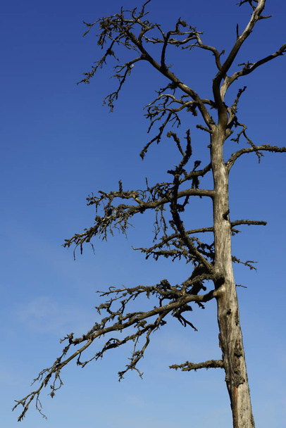Toter Baum vor blauem Himmel - Foto, Bild