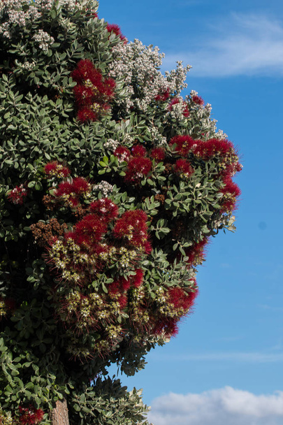 Beautiful Callistemon tree - Photo, Image