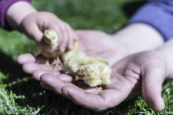Little chicks in the hands of a woman with hand of a baby - Photo, Image