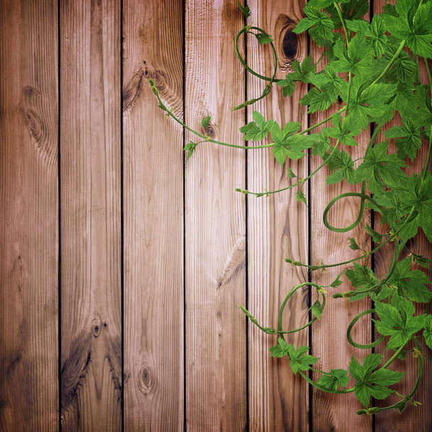 古い木製の背景の葉とホップの枝。Brewin - 写真・画像
