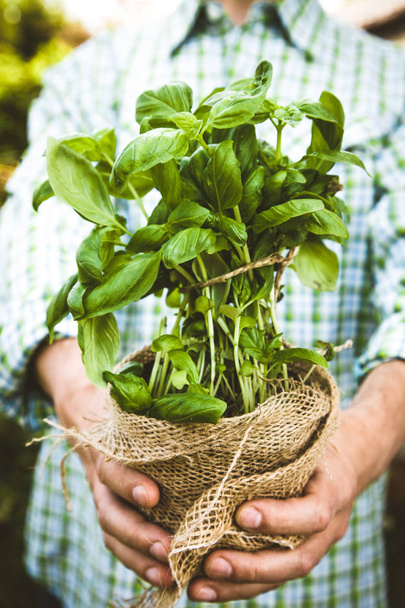 Farmer with herbs - Foto, Bild