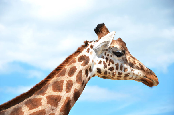  красивый Жираф на голубом небе
 - Фото, изображение
