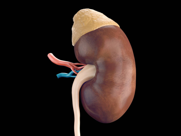 ひと腎臓の解剖学 - 写真・画像