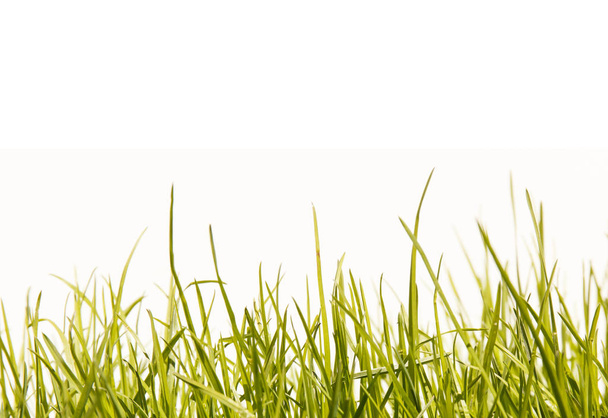 The grass in the sun on a white background. - Photo, image