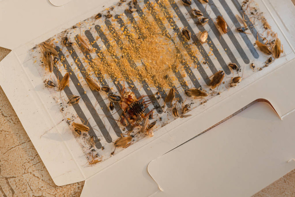 veel kakkerlakken zijn gevangen door de sticker of catcher met lokaas - Foto, afbeelding